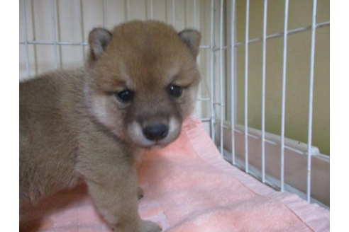 成約済の岡山県の豆柴-52386の2枚目