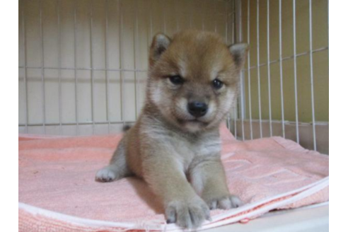 成約済の岡山県の豆柴-52390の2枚目