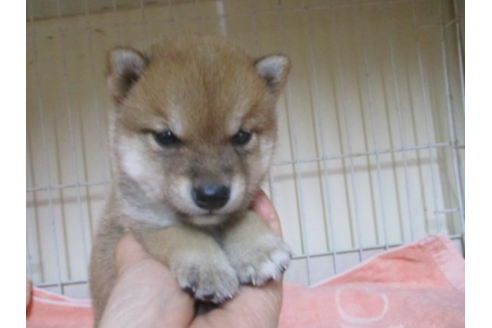 成約済の岡山県の豆柴-52390の1枚目