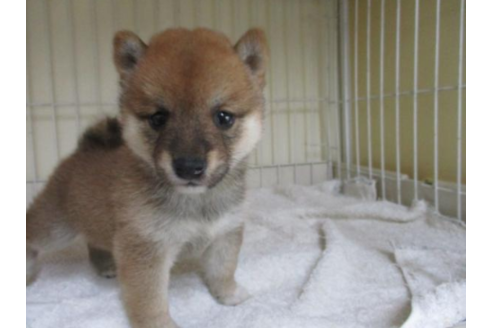 成約済の岡山県の豆柴-52391の2枚目