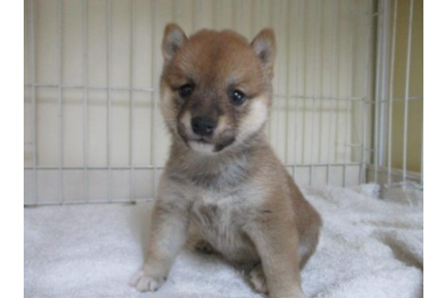 成約済の岡山県の豆柴-52391の1枚目