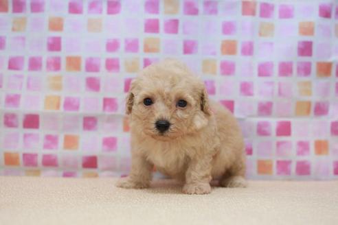 成約済の滋賀県のトイプードル-52418の2枚目