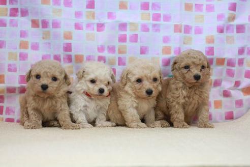 成約済の滋賀県のトイプードル-52418の1枚目