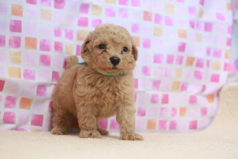 成約済の滋賀県のトイプードル-52419の3枚目