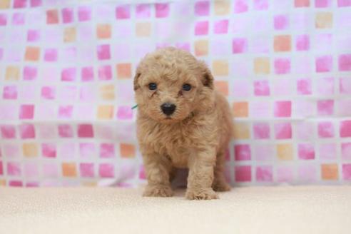 成約済の滋賀県のトイプードル-52419の2枚目