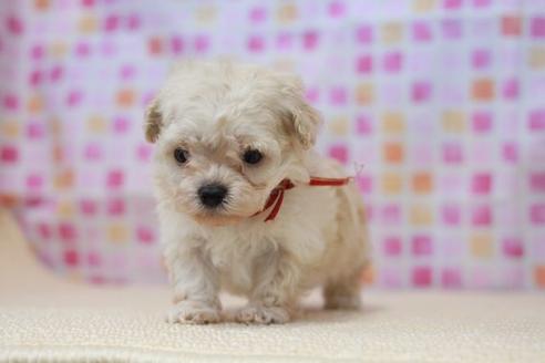 成約済の滋賀県のトイプードル-52420の3枚目