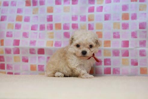 成約済の滋賀県のトイプードル-52420の2枚目