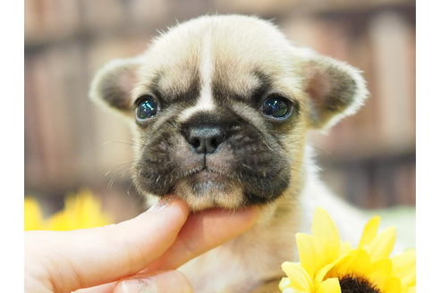 成約済の愛知県のフレンチブルドッグ-52429の5枚目