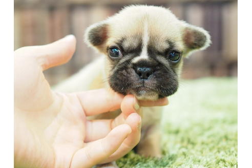 成約済の愛知県のフレンチブルドッグ-52429の4枚目