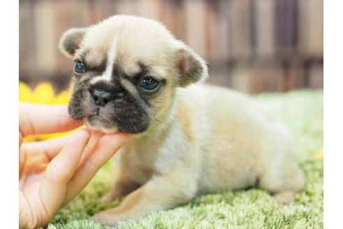 成約済の愛知県のフレンチブルドッグ-52429の3枚目