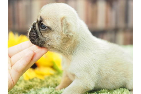 成約済の愛知県のフレンチブルドッグ-52429の2枚目