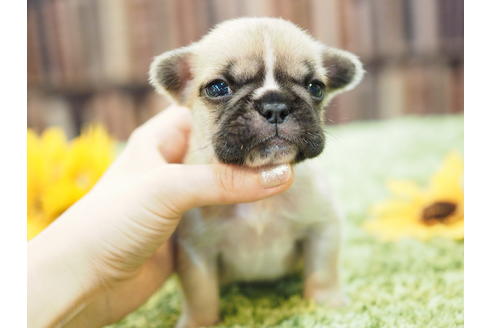 成約済の愛知県のフレンチブルドッグ-52429の1枚目
