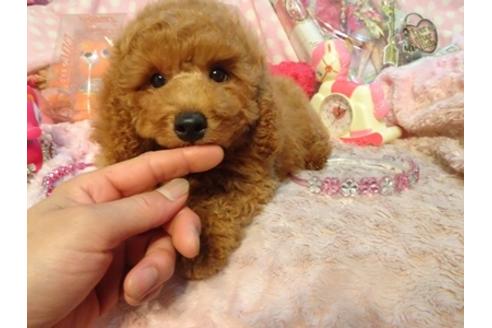 成約済の静岡県のトイプードル-52437の2枚目