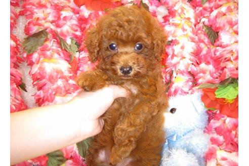成約済の茨城県のトイプードル-52463の4枚目