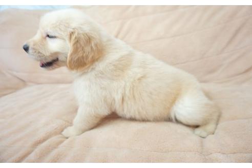 成約済の奈良県のゴールデンレトリーバー-51101の3枚目