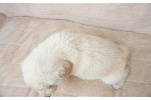 成約済の奈良県のゴールデンレトリーバー-51101の1枚目