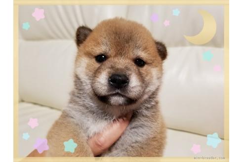 成約済の長崎県の豆柴-51847の3枚目