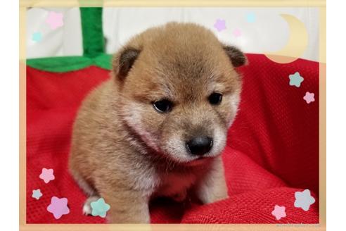 成約済の長崎県の豆柴-51847の2枚目