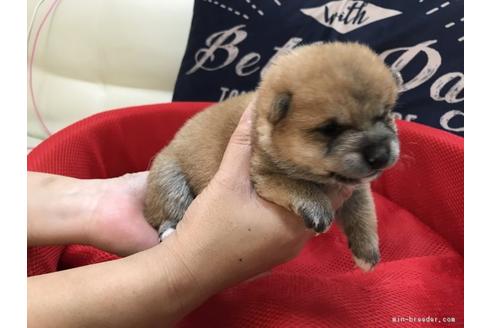 成約済の長崎県の豆柴-51847の1枚目