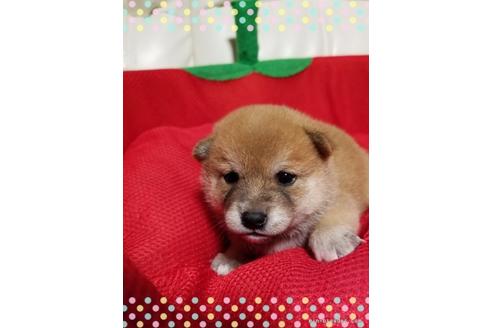 成約済の長崎県の豆柴-51846の3枚目