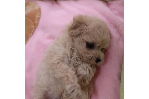 子犬
