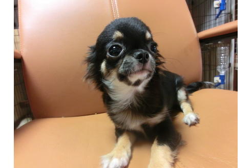 成約済の京都府のチワワ(ロングコート)-44884の8枚目