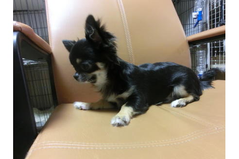 成約済の京都府のチワワ(ロングコート)-44884の6枚目