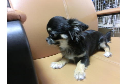 成約済の京都府のチワワ(ロングコート)-44884の5枚目