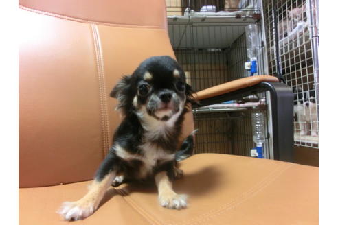 成約済の京都府のチワワ(ロングコート)-44884の4枚目