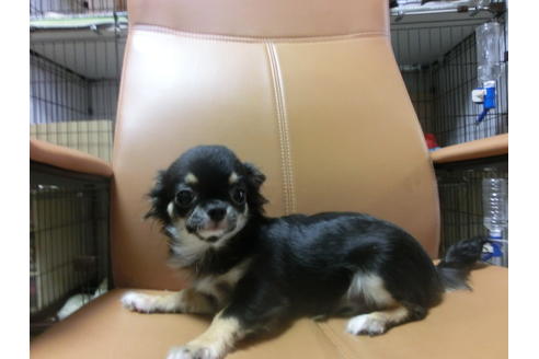 成約済の京都府のチワワ(ロングコート)-44884の3枚目