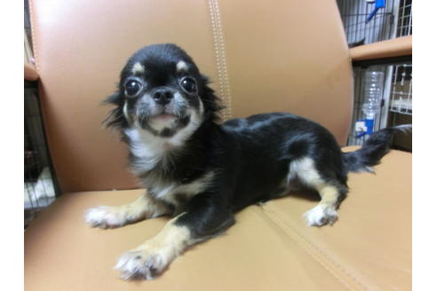 成約済の京都府のチワワ(ロングコート)-44884の2枚目