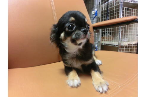 成約済の京都府のチワワ(ロングコート)-44884の1枚目