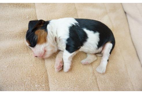 成約済の奈良県のキャバリアキングチャールズスパニエル-52508の4枚目