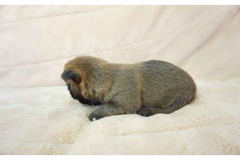 成約済の奈良県のケアーンテリア-52509の4枚目