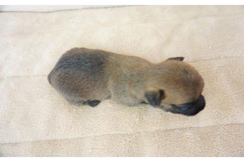 成約済の奈良県のケアーンテリア-52509の2枚目