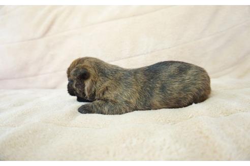 成約済の奈良県のケアーンテリア-52514の4枚目