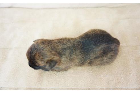 成約済の奈良県のケアーンテリア-52514の2枚目