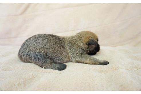 成約済の奈良県のケアーンテリア-52516の4枚目