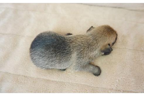 成約済の奈良県のケアーンテリア-52516の2枚目