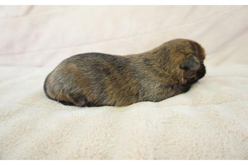 成約済の奈良県のケアーンテリア-52520の3枚目