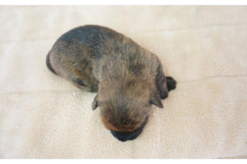 成約済の奈良県のケアーンテリア-52520の2枚目