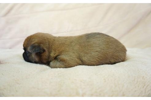 成約済の奈良県のケアーンテリア-52522の4枚目