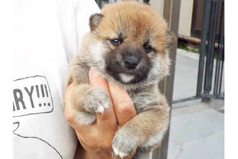 成約済の埼玉県の柴犬-52548の2枚目