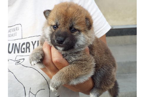 成約済の埼玉県の柴犬-52548の1枚目