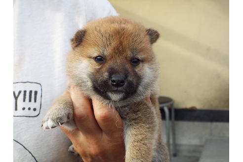 成約済の埼玉県の柴犬-52550の3枚目