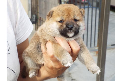 成約済の埼玉県の柴犬-52550の2枚目