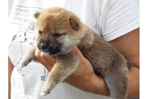成約済の埼玉県の柴犬-52550の1枚目