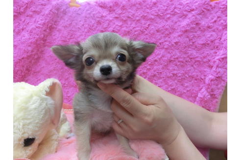 成約済の京都府のチワワ(ロングコート)-47723の1枚目