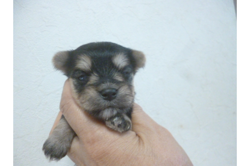 成約済の福岡県のミックス犬-52620の4枚目