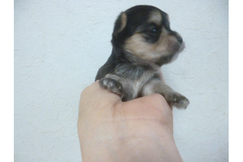 成約済の福岡県のミックス犬-52620の1枚目
